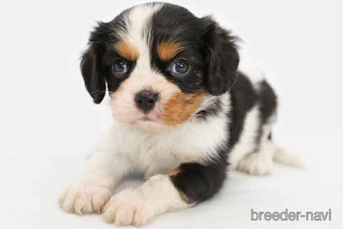 成約済の神奈川県のキャバリアキングチャールズスパニエル-315954の2枚目